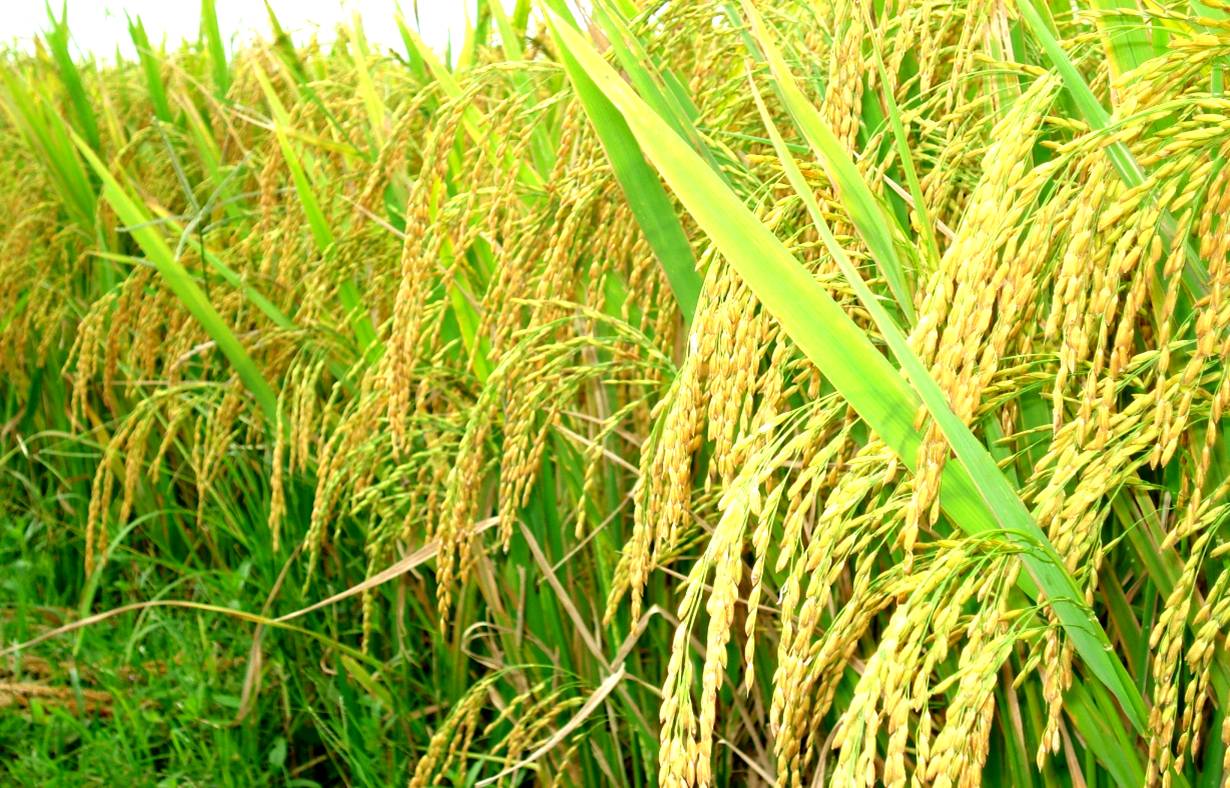 Sẵn sàng cho vụ lúa đông xuân